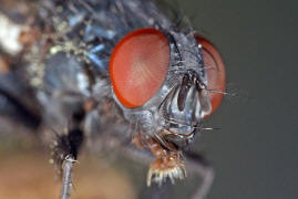 Melinda viridicyanea / Ohne deutschen Namen / Schmeifliegen - Calliphoridae / Ordnung: Zweiflgler - Diptera / Fliegen - Brachycera