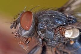 Melinda viridicyanea / Ohne deutschen Namen / Schmeifliegen - Calliphoridae / Ordnung: Zweiflgler - Diptera / Fliegen - Brachycera