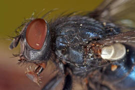 Melinda viridicyanea / Ohne deutschen Namen / Schmeifliegen - Calliphoridae / Ordnung: Zweiflgler - Diptera / Fliegen - Brachycera