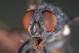 Melinda viridicyanea / Ohne deutschen Namen / Schmeifliegen - Calliphoridae / Ordnung: Zweiflgler - Diptera / Fliegen - Brachycera