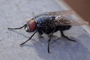 Melinda viridicyanea / Ohne deutschen Namen / Schmeifliegen - Calliphoridae / Ordnung: Zweiflgler - Diptera / Fliegen - Brachycera