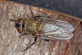 Pollenia labialis / Ohne deutschen Namen / Calliphoridae - "Schmeifliegen" / Ordnung: Zweiflgler - Diptera