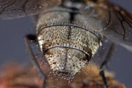 Pollenia labialis / Ohne deutschen Namen / Calliphoridae - "Schmeifliegen" / Ordnung: Zweiflgler - Diptera