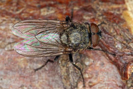 Pollenia pediculata / Ohne deutschen Namen / Calliphoridae - "Schmeifliegen" / Ordnung: Zweiflgler - Diptera