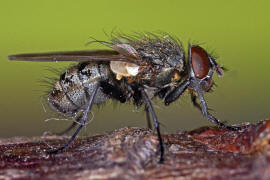 Pollenia pediculata / Ohne deutschen Namen / Calliphoridae - "Schmeifliegen" / Ordnung: Zweiflgler - Diptera