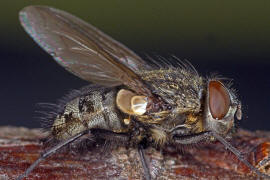 Pollenia pediculata / Ohne deutschen Namen / Calliphoridae - "Schmeifliegen" / Ordnung: Zweiflgler - Diptera