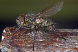 Pollenia pediculata / Ohne deutschen Namen / Calliphoridae - "Schmeifliegen" / Ordnung: Zweiflgler - Diptera