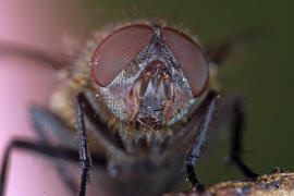 Pollenia pediculata / Ohne deutschen Namen / Calliphoridae - "Schmeifliegen" / Ordnung: Zweiflgler - Diptera