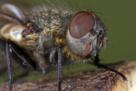 Pollenia pediculata / Ohne deutschen Namen / Calliphoridae - "Schmeifliegen" / Ordnung: Zweiflgler - Diptera