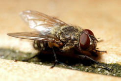 Pollenia cf. rudis / Graugelbe Polsterfliege / Calliphoridae - Schmeifliegen