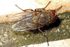 Pollenia cf. rudis / Graugelbe Polsterfliege / Calliphoridae - Schmeifliegen