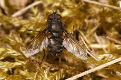 Pollenia spec. / Calliphoridae - "Schmeifliegen"