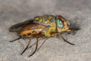 Rhyncomya peusi Zumpt, 1956 / Rhiniidae (ehemals Schmeifliegen - Calliphoridae) / Ordnung: Zweiflgler - Diptera / Fliegen - Brachycera