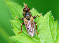 Myopa tessellatipennis / Frhe Buckel-Blasenkopffliege / Dickkopffliegen / Blasenkopffliegen - Conopidae / Ordnung: Zweiflgler - Diptera / Fliegen - Brachycera