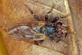 Myopa testacea / Buckelblasenkopffliege / Dickkopffliegen / Blasenkopffliegen - Conopidae - Myopinae / Ordnung: Zweiflgler - Diptera / Fliegen - Brachycera