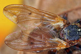 Myopa testacea / Buckelblasenkopffliege / Dickkopffliegen / Blasenkopffliegen - Conopidae - Myopinae / Ordnung: Zweiflgler - Diptera / Fliegen - Brachycera