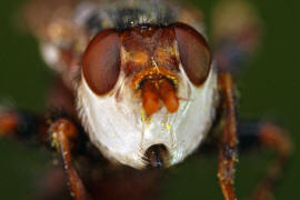 Myopa testacea / Buckelblasenkopffliege / Dickkopffliegen / Blasenkopffliegen - Conopidae - Myopinae / Ordnung: Zweiflgler - Diptera / Fliegen - Brachycera