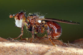 Myopa testacea / Buckelblasenkopffliege / Dickkopffliegen / Blasenkopffliegen - Conopidae - Myopinae / Ordnung: Zweiflgler - Diptera / Fliegen - Brachycera