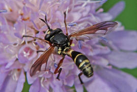 Physocephala nigra / Dunkle Stieldickkopffliege / Dickkopffliegen / Blasenkopffliegen - Conopidae / Ordnung: Zweiflgler - Diptera / Fliegen - Brachycera