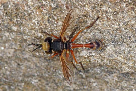 Physocephala vittata / Helle Stieldickkopffliege / Dickkopffliegen / Blasenkopffliegen - Conopidae / Ordnung: Zweiflgler - Diptera / Fliegen - Brachycera