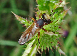 Physocephala vittata / Helle Stieldickkopffliege / Dickkopffliegen / Blasenkopffliegen - Conopidae / Ordnung: Zweiflgler - Diptera / Fliegen - Brachycera