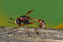 Physocephala vittata / Helle Stieldickkopffliege / Dickkopffliegen / Blasenkopffliegen - Conopidae / Ordnung: Zweiflgler - Diptera / Fliegen - Brachycera