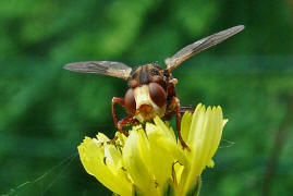 Sicus cf. ferrugineus / Gemeine Breitstirnblasenkopffliege / Dickkopffliegen / Blasenkopffliegen - Conopidae / Ordnung: Zweiflgler - Diptera / Fliegen - Brachycera