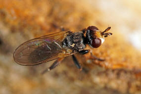 Thecophora cinerascens (syn.: Myopa pusilla, Thecophora pusilla) / Ohne deutschen Namen / Dickkopffliegen - Conopidae