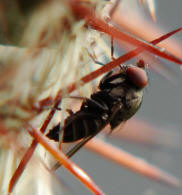 Cacoxenus indagator / Ohne deutschen Namen / Familie: Drosophilidae - Taufliegen / Ordnung: Zweiflgler - Diptera / Unterordnung: Brachycera - Cyclorrhapha