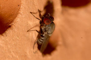 Cacoxenus indagator / Ohne deutschen Namen / Familie: Drosophilidae - Taufliegen / Ordnung: Zweiflgler - Diptera / Unterordnung: Brachycera - Cyclorrhapha