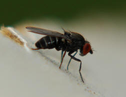 Cacoxenus indagator / Ohne deutschen Namen / Familie: Drosophilidae - Taufliegen / Ordnung: Zweiflgler - Diptera / Unterordnung: Brachycera - Cyclorrhapha