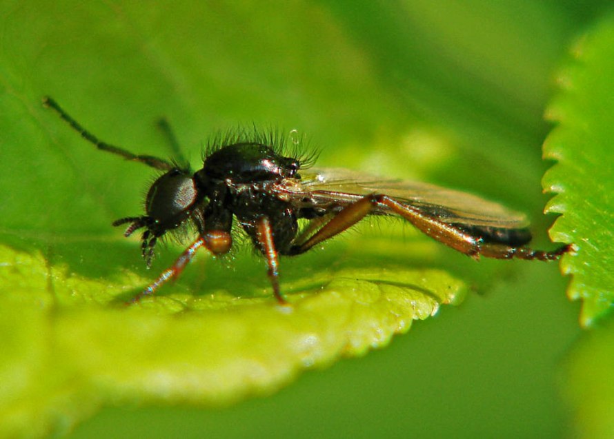 Bibio johannis / Johannis-Haarmücke / Haarmücken - Bibionidae / Ordnung: Zweiflügler - Diptera / Mückenartige - Nematocera