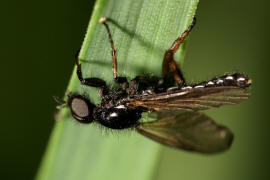 Bibio johannis / Johannis-Haarmücke / Haarmücken - Bibionidae / Ordnung: Zweiflügler - Diptera / Mückenartige - Nematocera