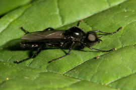 Bibio marci / Märzmücke / Märzfliege / Markusfliege / Haarmücken - Bibionidae / Ordnung: Zweiflügler - Diptera / Mückenartige - Nematocera