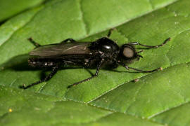 Bibio marci / Mrzmcke / Mrzfliege / Markusfliege / Haarmcken - Bibionidae / Ordnung: Zweiflgler - Diptera / Mckenartige - Nematocera