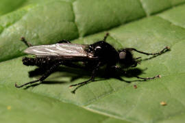 Bibio marci / Mrzmcke / Mrzfliege / Markusfliege / Haarmcken - Bibionidae / Ordnung: Zweiflgler - Diptera / Mckenartige - Nematocera