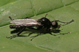 Bibio marci / Mrzmcke / Mrzfliege / Markusfliege / Haarmcken - Bibionidae / Ordnung: Zweiflgler - Diptera / Mckenartige - Nematocera