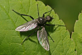 Bibio marci / Mrzmcke / Mrzfliege / Markusfliege / Haarmcken - Bibionidae / Ordnung: Zweiflgler - Diptera / Mckenartige - Nematocera