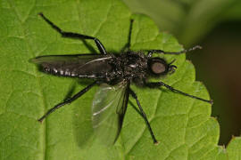 Bibio marci / Märzmücke / Märzfliege / Markusfliege / Haarmücken - Bibionidae / Ordnung: Zweiflügler - Diptera / Mückenartige - Nematocera