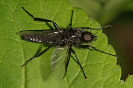 Bibio marci / Mrzmcke / Mrzfliege / Markusfliege / Haarmcken - Bibionidae / Ordnung: Zweiflgler - Diptera / Mckenartige - Nematocera