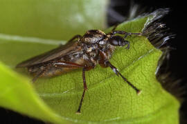 Bibio nigriventris / Ohne deutschen Namen / Haarmcken - Bibionidae / Ordnung: Zweiflgler - Diptera / Mckenartige - Nematocera