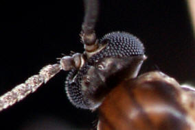 Bradysia spec. / Trauermcke / Trauermcken - Sciaridae / Ordnung: Zweiflgler - Diptera - Nematocera - Mcken