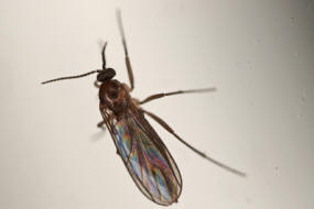 Bradysia spec. / Trauermcke / Trauermcken - Sciaridae / Ordnung: Zweiflgler - Diptera - Nematocera - Mcken
