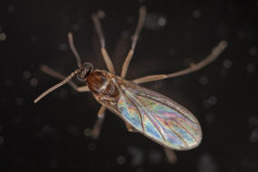 Bradysia spec. / Trauermcke / Trauermcken - Sciaridae / Ordnung: Zweiflgler - Diptera - Nematocera - Mcken