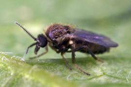 Ceratopogonidae / Gnitze (Weibchen)