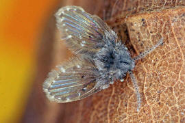 Clogmia albipunctata / Weipunktierte Schmetterlingsmcke / Schmetterlingsmcken - Psychodidae / Ordnung: Zweiflgler - Diptera / Mckenartige - Nematocera