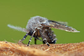 Clogmia albipunctata / Weipunktierte Schmetterlingsmcke / Schmetterlingsmcken - Psychodidae / Ordnung: Zweiflgler - Diptera / Mckenartige - Nematocera