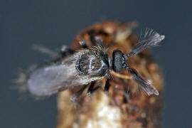 Forcipomyia spec. / Gnitzen - Ceratopogonidae / Ordnung: Zweiflgler - Diptera / Mcken - Nematocera