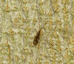 Limonia nubeculosa / Kein deutscher Name bekannt / Familie: Stelzmcken - Limoniidae / Ordnung: Zweiflgler - Diptera - Mcken - Nematocera