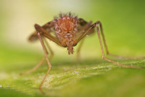 Psectrotanypus varius / Ohne deutschen Namen / Zuckmcken - Chironomidae - Tanypodinae